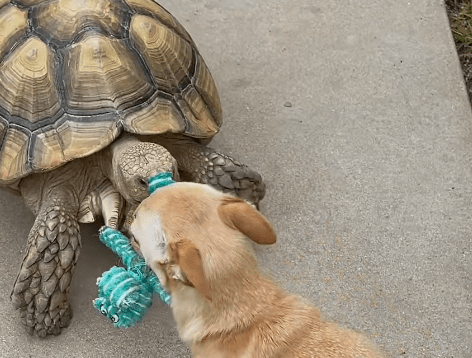 tortoise and chihuahua